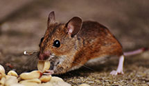 24 Hour & Emergency Exterminators in Welsh Run, PA